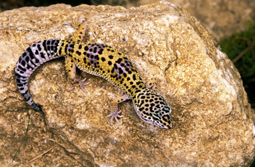 GECKO LEOPARD eublepharis macularius