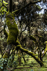 Fototapeta premium bale mountains natinalpark in southern ethiopia