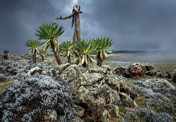 bale mountains natinalpark in southern ethiopia