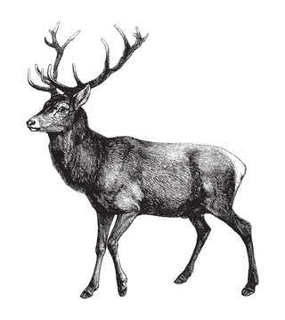 Red deer (Cervus Elaphus) / vintage illustration from Brockhaus Konversations-Lexikon 1908