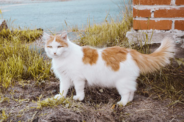 Fluffy white and red Siberian cat in the open air.
