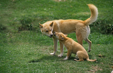 DINGO canis familiaris dingo