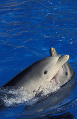 Naklejka premium GRAND DAUPHIN tursiops truncatus