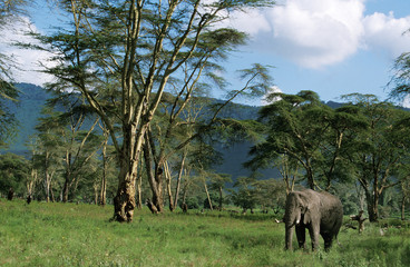 Fototapeta na wymiar ELEPHANT D'AFRIQUE loxodonta africana