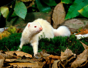 FURET mustela putorius furo