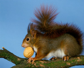 ECUREUIL ROUX sciurus vulgaris