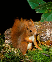 ECUREUIL ROUX sciurus vulgaris