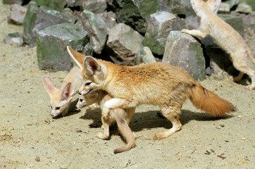 FENNEC fennecus zerda