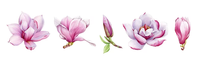 Magnolia Blumenarrangement Aquarell gemaltes Illustrationsset. Handgezeichnete üppige Frühlingsknospe und Blüte in voller Blüte. Magnolien malen bezaubernde üppige Blumen, die auf dem weißen Hintergrund isoliert sind. © anitapol