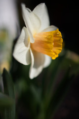 closeup of daffodil