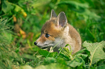 RENARD ROUX vulpes vulpes