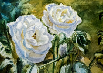 Obraz premium Watercolor Painting/Still life of white roses
