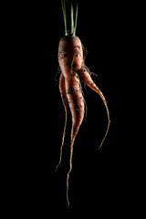 Freash artistic carrot