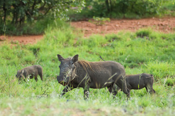 Wild boar family amidst green grass and bushes
