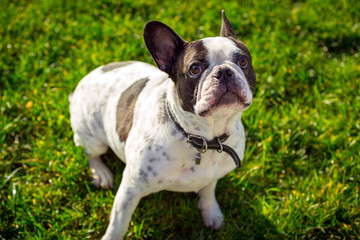 French bulldog in sunny garden with green grass