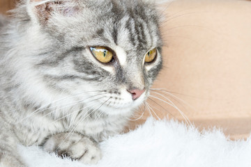 Portrait of a gray furry young cat. The concept of pet.