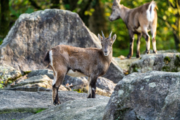 Male mountain ibex or capra ibex on a rock