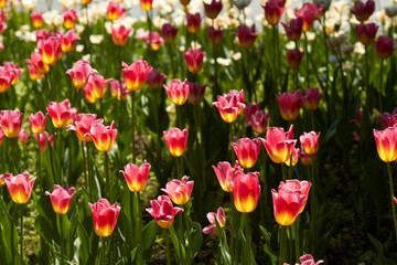 Spring tulips in a garden in the sunshine