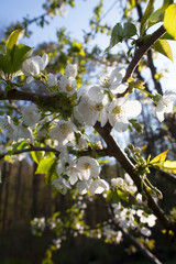 blooming apple tree in spring against blue sky