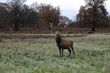 Deer, Richmond Park, London