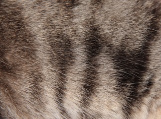 The texture of the hair tabby