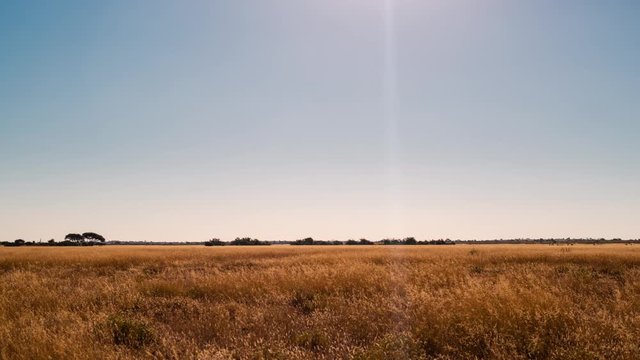 Static timelapse wide open barren African Landscape, golden grass fields, acacia trees, dramatic sunset, animals roam past, sun flare through sky, dip to black, Botswana.