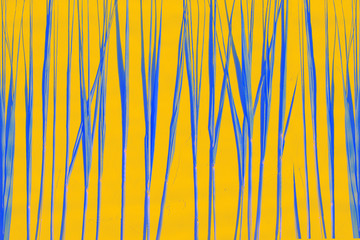 Blue stalks of grass or cane on an orange background. Creative background with phantom blue.