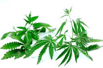 cannabis  sprouts leaves on a white isolated background. soft focus