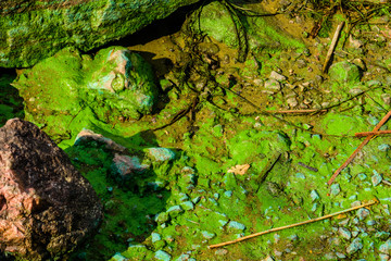 Obraz na płótnie Canvas Green algae pollution on a bank of river. Ecological concept
