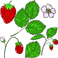 Color vector illustration with strawberry, flower and leaf on white background. Cute cartoon berries. Isolated set. Good for printing. Postcard and logo ideas. 