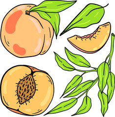 Color vector illustration with peach, part, slice and leaves on white background. Cartoon hand drawn isolated set. Good for printing. Postcard and logo elements.