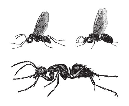 Hercules ant (Camponotus herculeanus) / vintage illustration from Brockhaus Konversations-Lexikon 1908