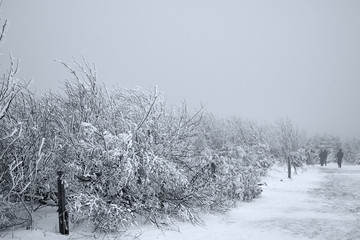 Winterlandschaft in den Bergen mit verschneiten Bäumen und Sträuchern im Nebel in schwarzweiß