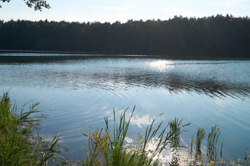 landscape with lake and forest