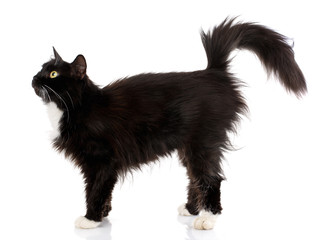 Side view of a Black Cat walking, isolated