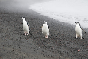 Penguins resting on the stony coast of Antarctica