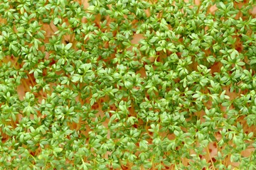 Garden cress, top view. Young cress, Lepidum sativum, growing from cotton wool, flat lay. Also called mustard and cress, garden pepper cress,  pepperwort or pepper grass...