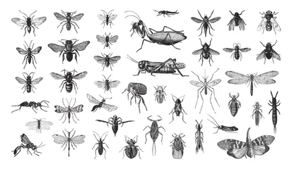 Foto op Plexiglas Insects collection / vintage illustration from Brockhaus Konversations-Lexikon 1908 © Hein Nouwens