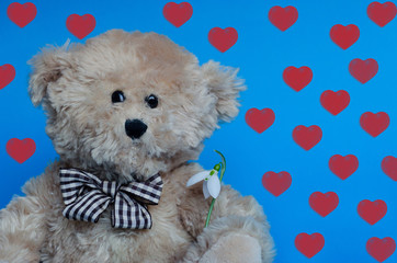 Cute teddy bear holding a snowdrop, with red hearts on background for Valentine's Day and love celebrations
