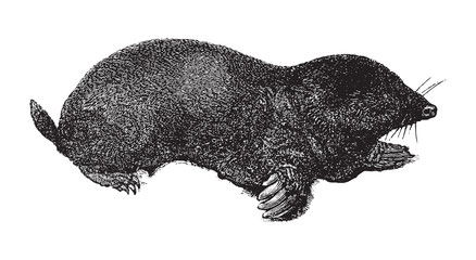 European mole (Talpa europaea) / vintage illustration from Brockhaus Konversations-Lexikon 1908 - obrazy, fototapety, plakaty