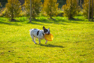 Naklejka na ściany i meble French bulldog playing with flying disc in sunny garden