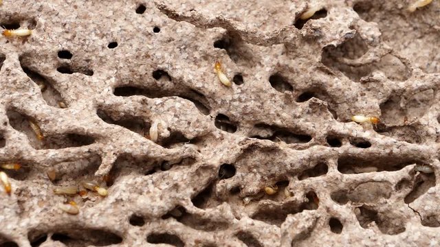 Termites with Termite mound in nature background.