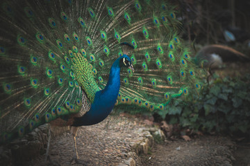 Obraz premium Pavo real con plumas extendidas, con colores azul y verde y fondo desenfocado.