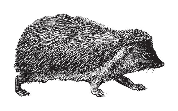 European hedgehog (Erinaceus europaeus) / vintage illustration from Brockhaus Konversations-Lexikon 1908