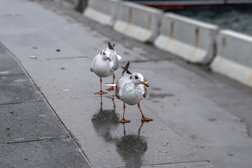 Portrait of natural common black-headed gull (Larus ridibundus)