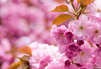 sakura blooming tree., natural floral background. beautiful spring flowers. pink cherry tree flower. new life beginning. nature growth and waking up. womens day. mothers day holiday