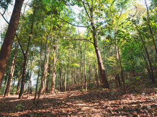 Beautiful nature of tropical rain forest with green trees, Outdoor hike trails at Tak Province, Thailand.