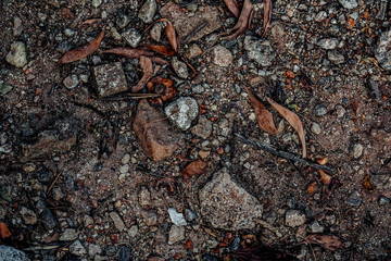 texture of birch bark