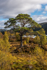 Old Scots Pine in Glen Affric
