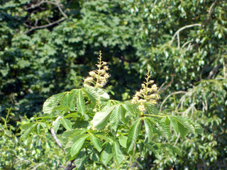 green leaf isolated on white background